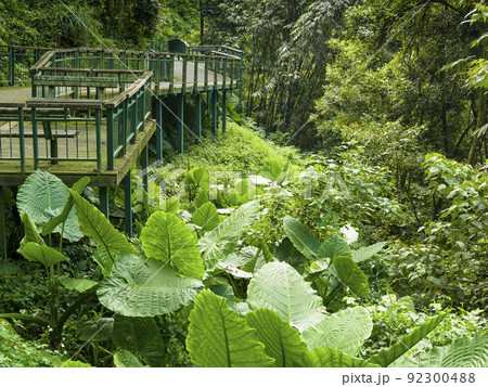 台湾・日月潭 緑に囲まれた遊歩道 92300488