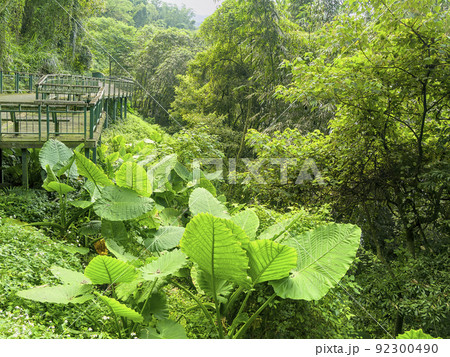 台湾・日月潭 緑に囲まれた遊歩道 92300490