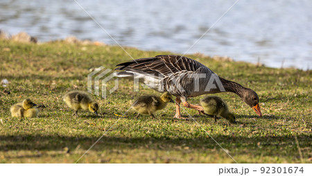 Family of greylag geese, Anser anser with small babies. Family of greylag geese, Anser anser with small babies. 92301674