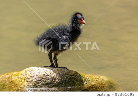 Little Common moorhen baby, Gallinula chloropus also known as the waterhen Little Common moorhen baby, Gallinula chloropus also known as the waterhen 92301695
