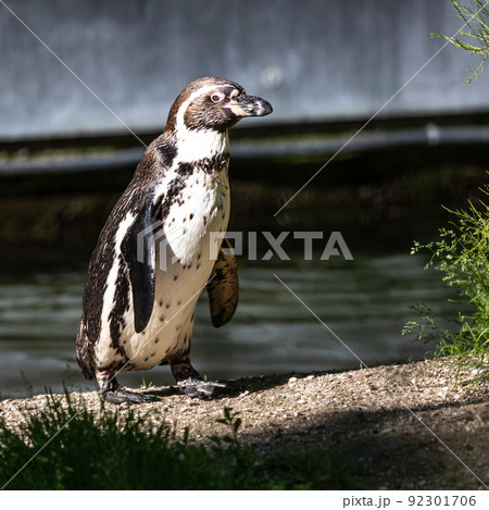 Humboldt Penguin, Spheniscus humboldti in a park 92301706