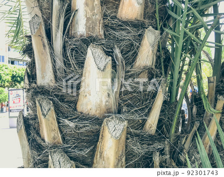 palm bark. hard, brown palm tree with twigs and hairs. natural texture. 3d background. tree with green, long leaves. exotic plant in tropical country 92301743