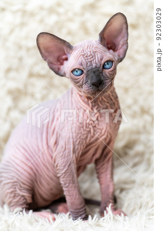 Portrait of lovely Canadian Sphynx Cat kitten with big blue eyes looking at camera, sitting on white carpet with long pile. Close-up view of hairless female kitten blue mink with white color Portrait of lovely Canadian Sphynx Cat kitten with big blue eyes looking at camera, sitting on white carpet with long pile. Close-up view of hairless female kitten blue mink with white color 92303029