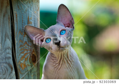 Portrait of sad male kitten of Sphynx Hairless breed on natural blurred green background looking up. Kitten is four months old, color is blue mink and white. Front view, close-up. Natural light. 92303069