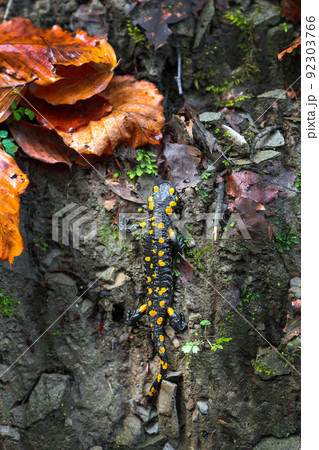 Fire salamander in forest. Fire salamander in forest. 92303766