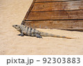 Iguana lizard on a sandy beach near Cancun, Mexico 92303883
