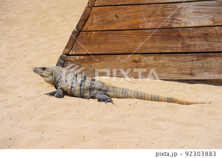 Iguana lizard on a sandy beach near Cancun, Mexico 92303883