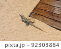 Iguana lizard on a sandy beach near Cancun, Mexico 92303884