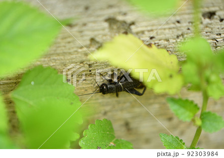 コオロギ コオロギ 92303984