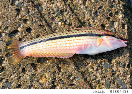 雄のキュウセンを釣って直ぐ岩盤の上で撮った 92304453