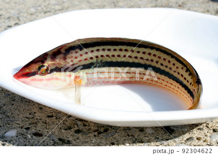 雄のキュウセンを釣って直ぐに白い皿に乗せて撮った 雄のキュウセンを釣って直ぐに白い皿に乗せて撮った 92304622