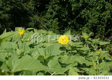 夏の花ヒマワリ 夏の花ヒマワリ 92305032