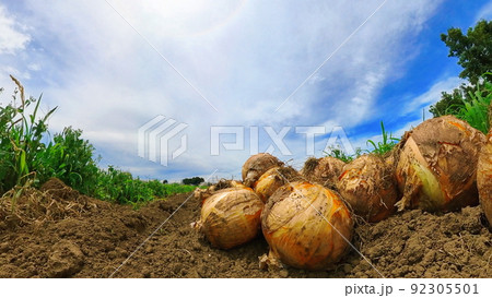 玉ねぎの収穫　畑でとれた新鮮　魚眼レンズ 92305501
