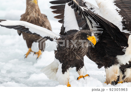 知床　冬 92305963