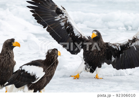 知床　冬 92306010