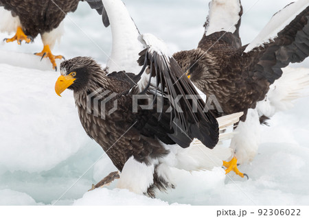 知床　冬 92306022