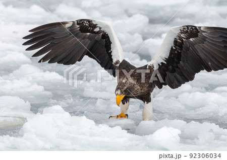 知床　冬 92306034