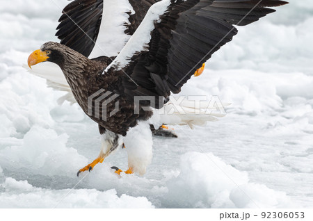 知床　冬 92306053