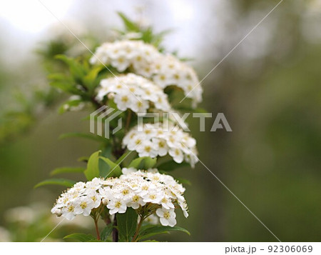 コデマリの花のアップ コデマリの花のアップ 92306069