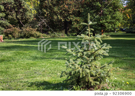 Summer landscape of grass and pine trees. Space for text. Green trees, grass in a park. 92306900