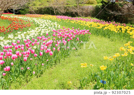 チューリップの花畑 92307025