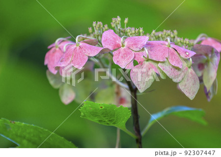色鮮やかな枯れ紫陽花 色鮮やかな枯れ紫陽花 92307447