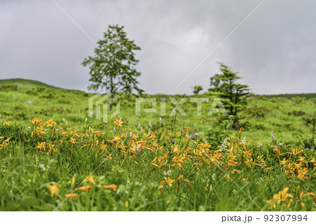 車山スカイパークスキー場に咲くニッコウキスゲ 車山スカイパークスキー場に咲くニッコウキスゲ 92307994
