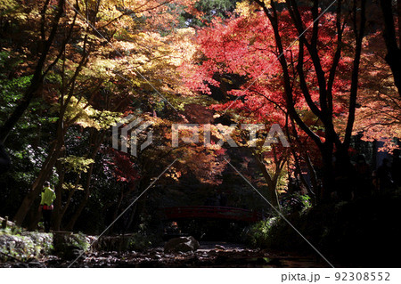 晩秋の小国神社 92308552
