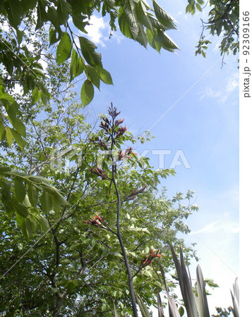 四〇年に一度咲くニューサイランの花が咲き始めました 四〇年に一度咲くニューサイランの花が咲き始めました 92309166