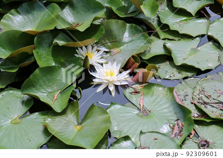 夏の陽ざしを浴びて静かに咲くスイレンの花 池 古河 夏の陽ざしを浴びて静かに咲くスイレンの花 池 古河 92309601