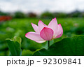 薄紅色が美しい夏の花、ハス 92309841