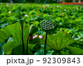 蜂の巣のような見た目が特徴的な花弁が散った後の蓮の花托 92309843