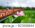 赤い橋が特徴的な公園に咲く薄紅色の蓮 92309844