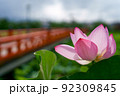 赤い橋が特徴的な公園に咲く薄紅色の蓮 92309845