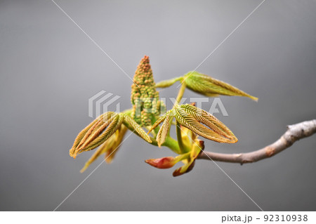 トチノキの芽吹き（春、四月） 92310938