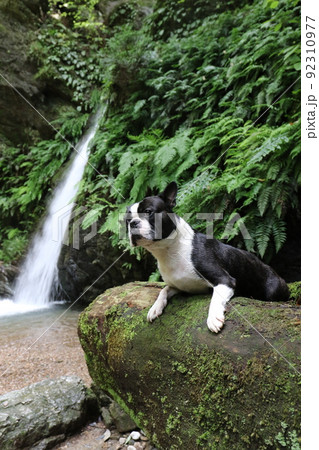 ゆずの里毛呂山町の景勝地宿谷の滝の近くで太い倒木に乗って渓谷を眺める可愛いボストンテリアのマイティ君 92310977