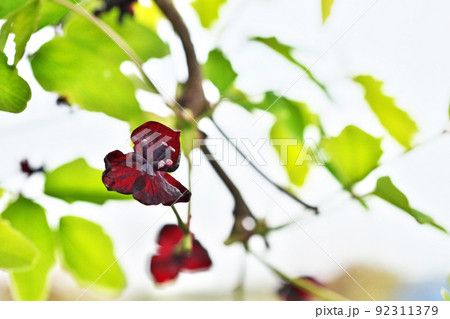 ミツバアケビの花(春、四月) ミツバアケビの花(春、四月) 92311379