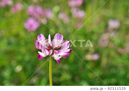 春の水田に咲くレンゲソウの花（春、四月） 92311520