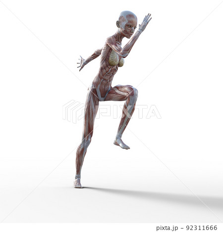 筋肉標本　女性　全身　　perming3DCGイラスト素材 92311666