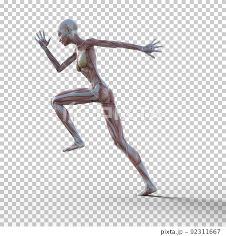 筋肉標本　女性　全身　　perming3DCGイラスト素材 92311667