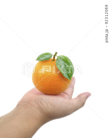 Human hand holding a of orange isolated on a white background Human hand holding a of orange isolated on a white background 92312069