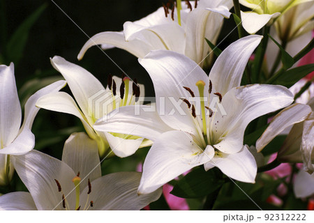 白いユリ（百合）の花が清楚で美しい 92312222