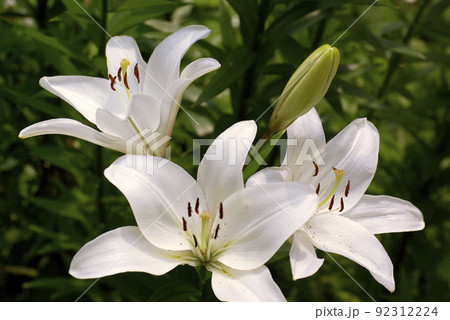 白いユリ(百合)の花が清楚で美しい 白いユリ(百合)の花が清楚で美しい 92312224