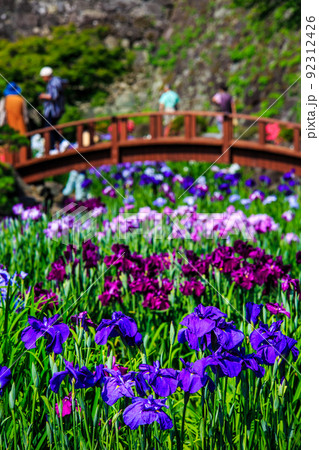 大村公園の花菖蒲【長崎県大村市】 大村公園の花菖蒲【長崎県大村市】 92312426