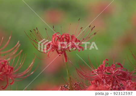 彼岸花 彼岸花 92312597