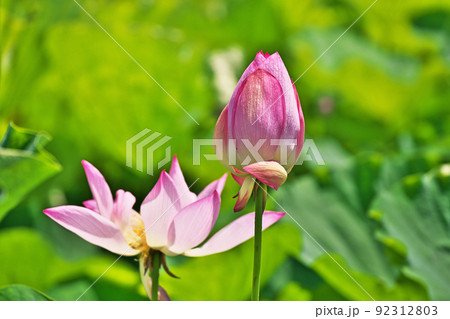 ピンクのハスの花(夏、七月) ピンクのハスの花(夏、七月) 92312803