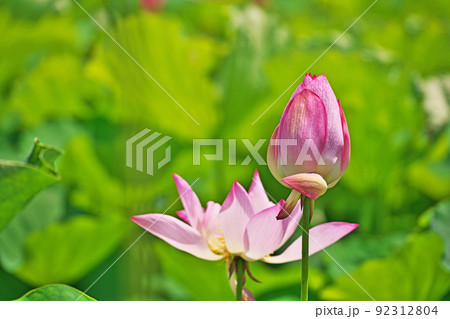 ピンクのハスの花(夏、七月) ピンクのハスの花(夏、七月) 92312804