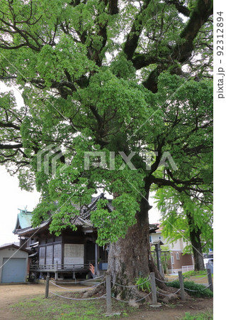 坂ノ市神社とクスノキ(大分市) 坂ノ市神社とクスノキ(大分市) 92312894