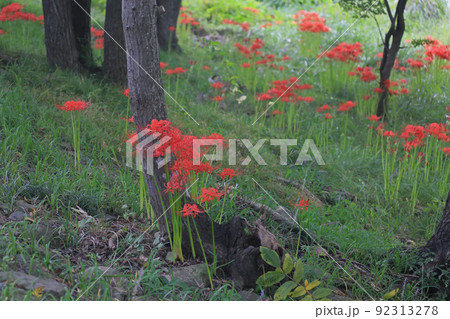 ヒガンバナ 92313278