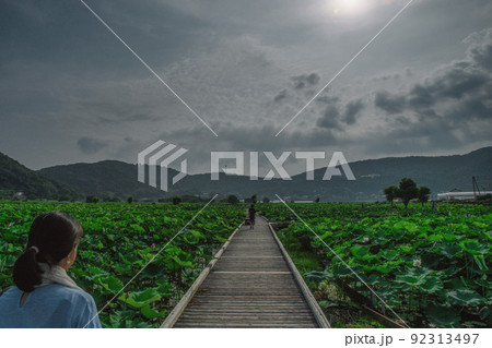 諫早 唐比のハス 諫早 唐比のハス 92313497